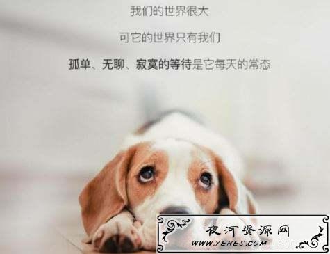 “空巢宠物”是什么意思?