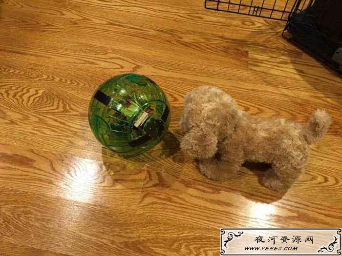“空巢宠物”是什么意思?