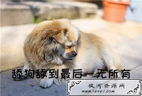 【网络用语】“舔狗”是什么意思?