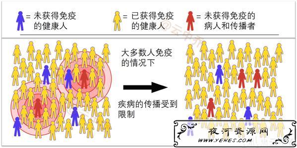“群体免疫”是什么意思？