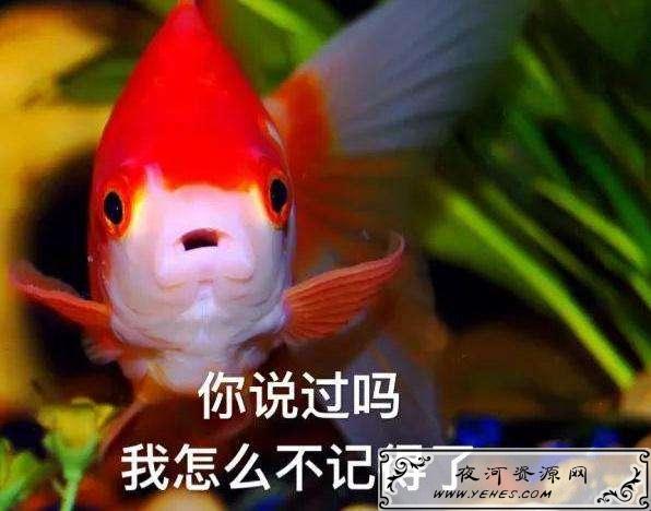 “金鱼系男友”是什么意思?