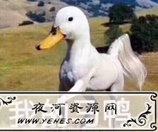 “用爱发电”是什么意思？