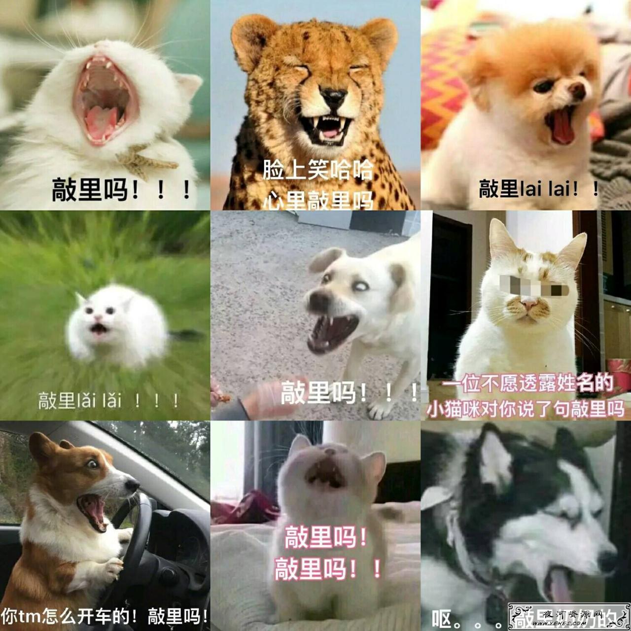 网络上的“敲里吗”是什么意思？