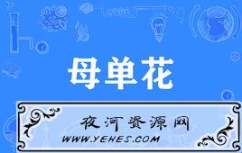 “母单花”是什么意思?