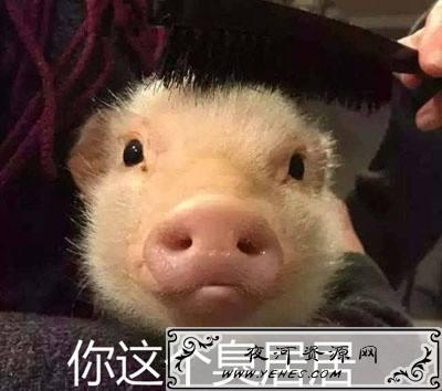 女生说你是“臭居居”是什么意思？