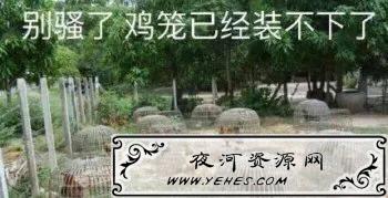“鸡笼警告”是什么意思？