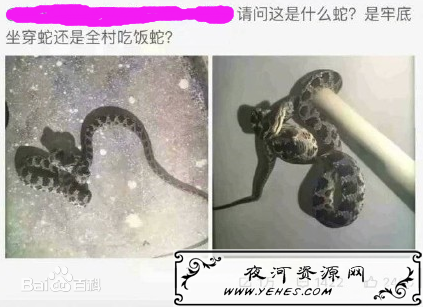 “老底坐穿蛇”是什么意思?