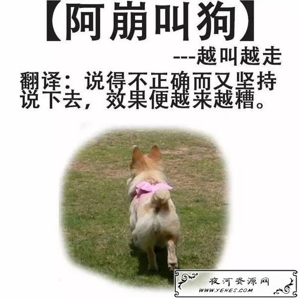 “阿崩叫狗,越叫越走”是什么意思?