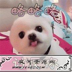 “喵星人”和“汪星人”是什么意思？