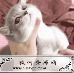 “喵星人”和“汪星人”是什么意思？