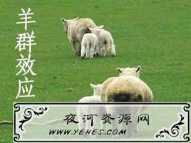 “羊群效应”是什么意思？