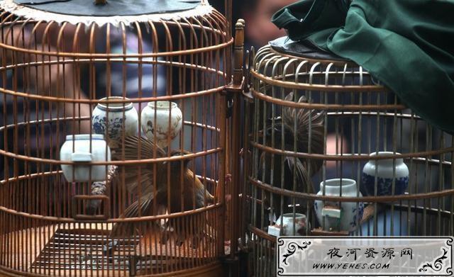“钓鱼穷三年，玩鸟毁一生”是什么意思？