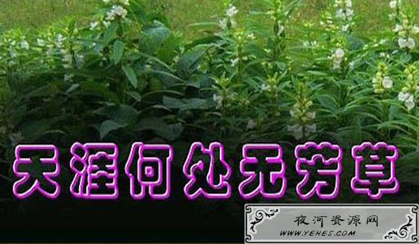 “人生何处无芳草，何必单恋一枝花”是什么意思？
