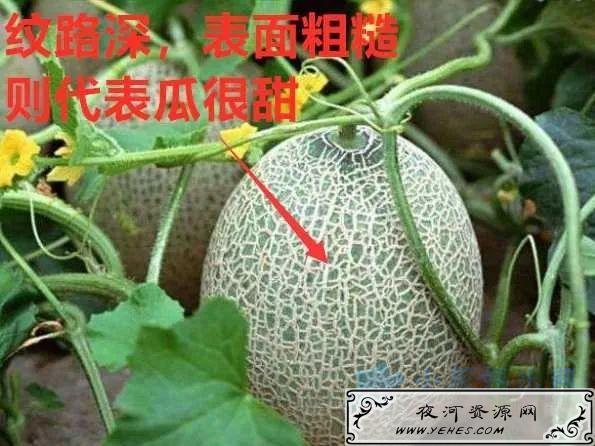 我夜市摆地摊卖水果，月赚8000-10000元！说说选货经验