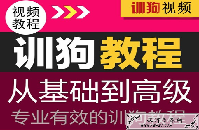 2020年训练狗视频全套课程训狗大师教程