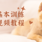 狗狗基本训练技巧视频教程 教你正确训狗